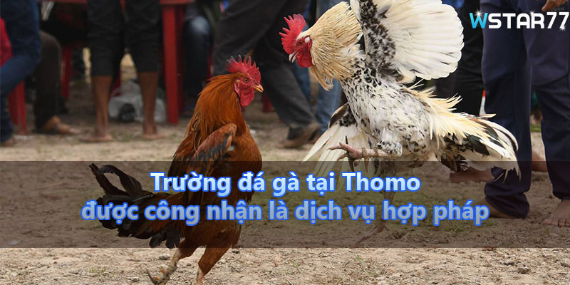 Trường đá gà tại Thomo được công nhận là dịch vụ hợp pháp